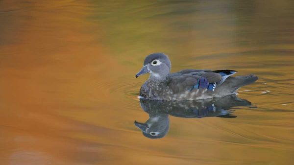 Ohio, Cleveland, Abstract of wood duck hen